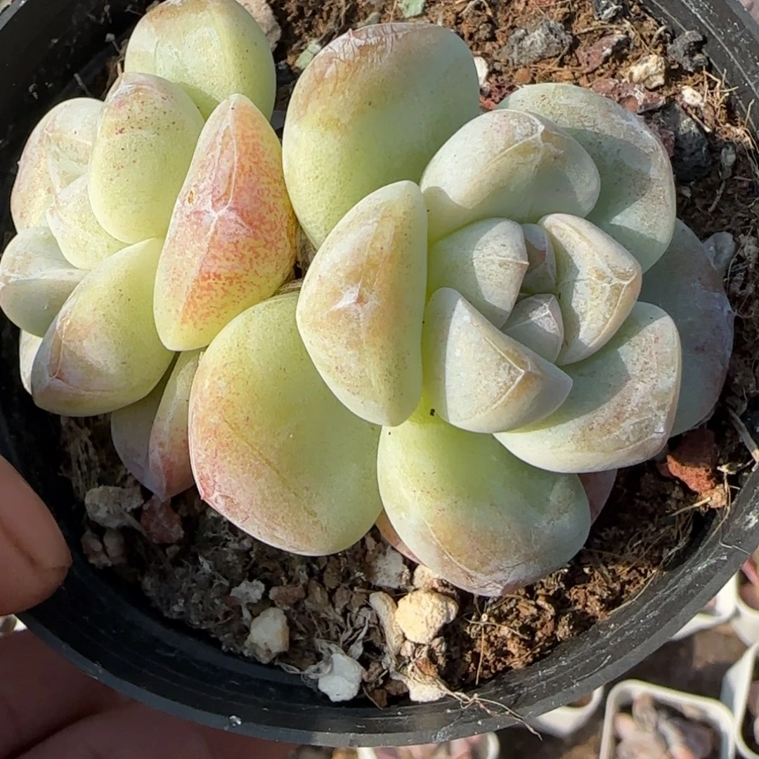 小卡拉米糖心一物一拍