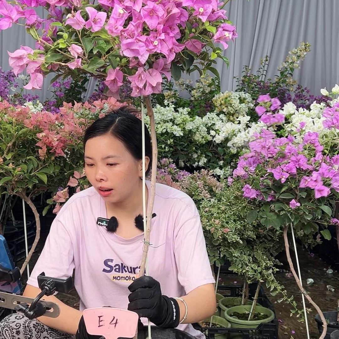 冰***卉大部分花苞少量开放E4雪紫