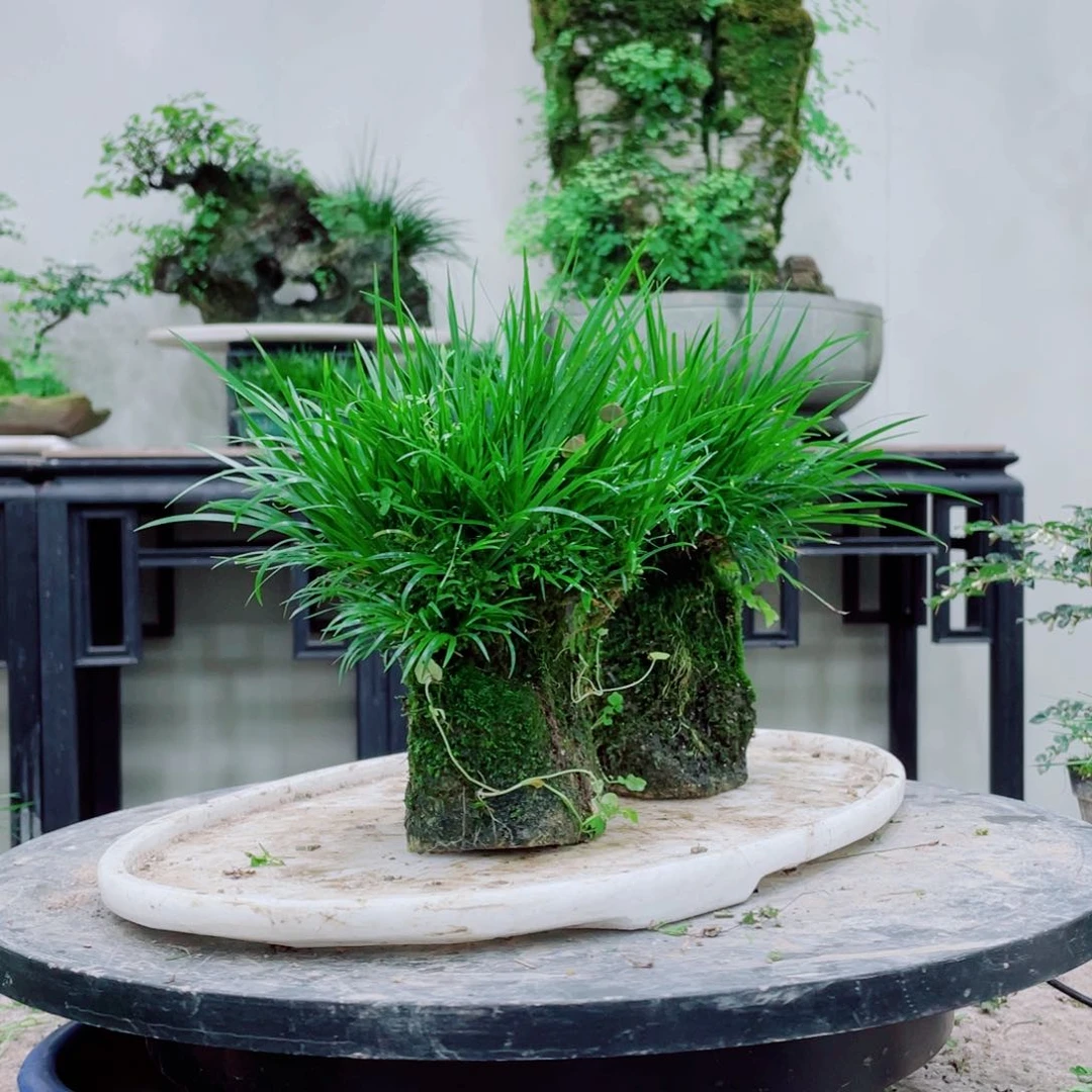 无铅玻璃杰*铁线蕨的一个分支叫做金