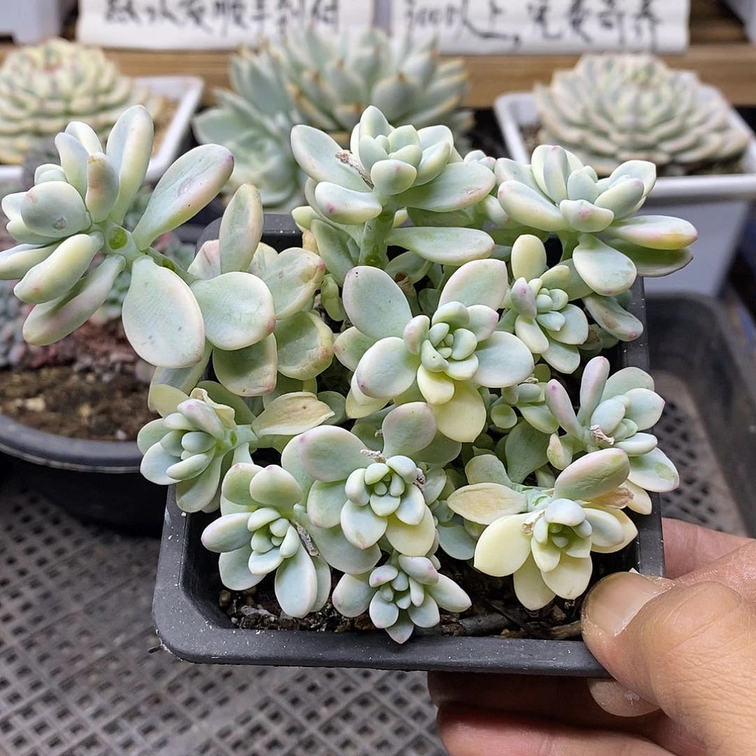 25131 劳尔锦自然群