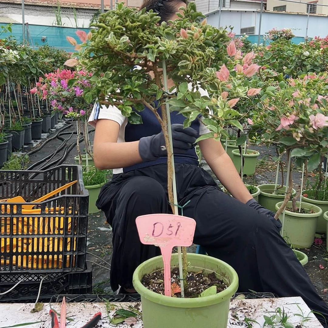 大部分花苞少量开放D59少女心