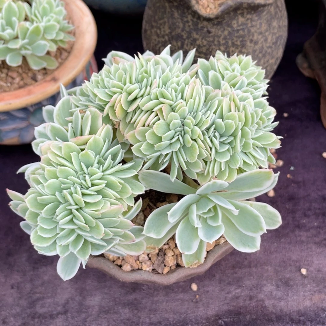 N***a7103柠檬玫瑰锦缀多肉植物