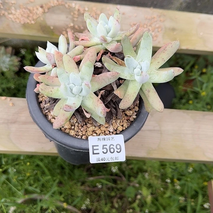 ?***g拇指哈哈哈哈哈哈哈