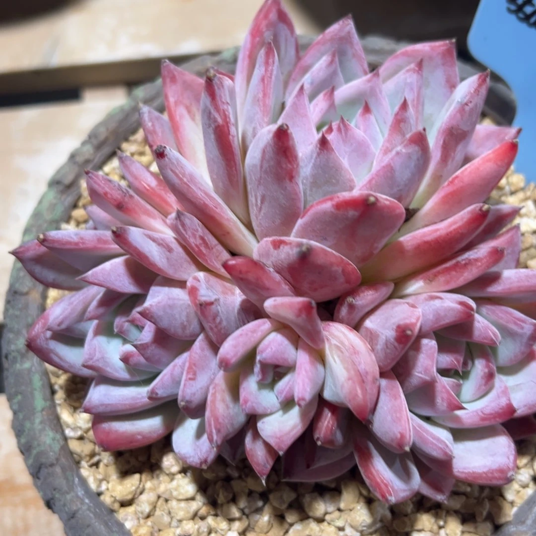 韩***肉350112-24卡