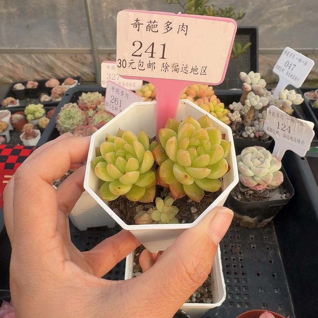 241 脱土 不包整 30元包邮非偏远