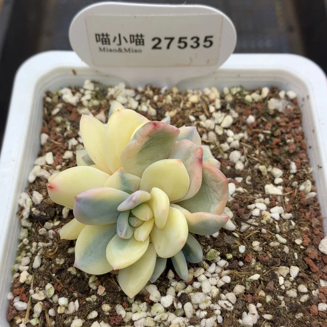 多肉植物梦露锦后