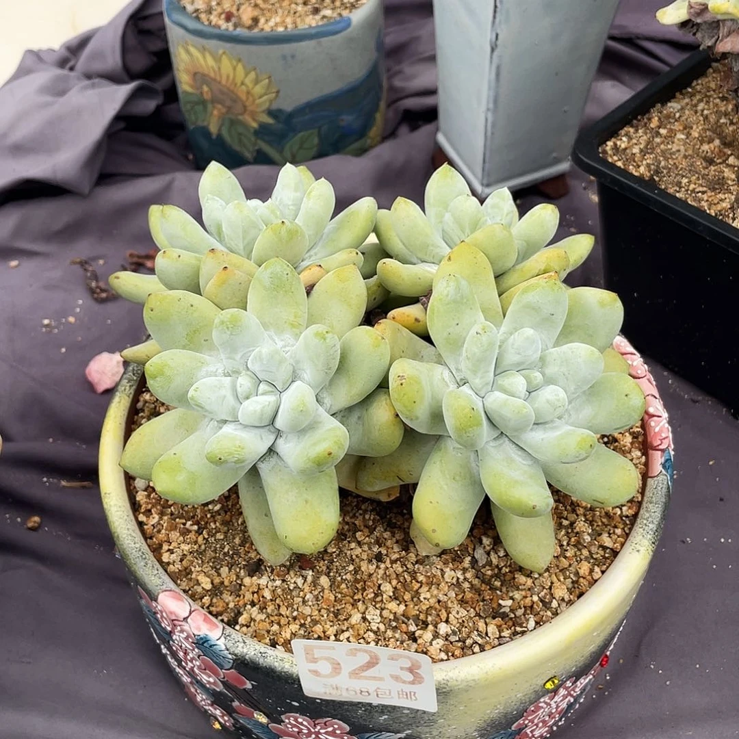 晨溪园艺仙女杯呀