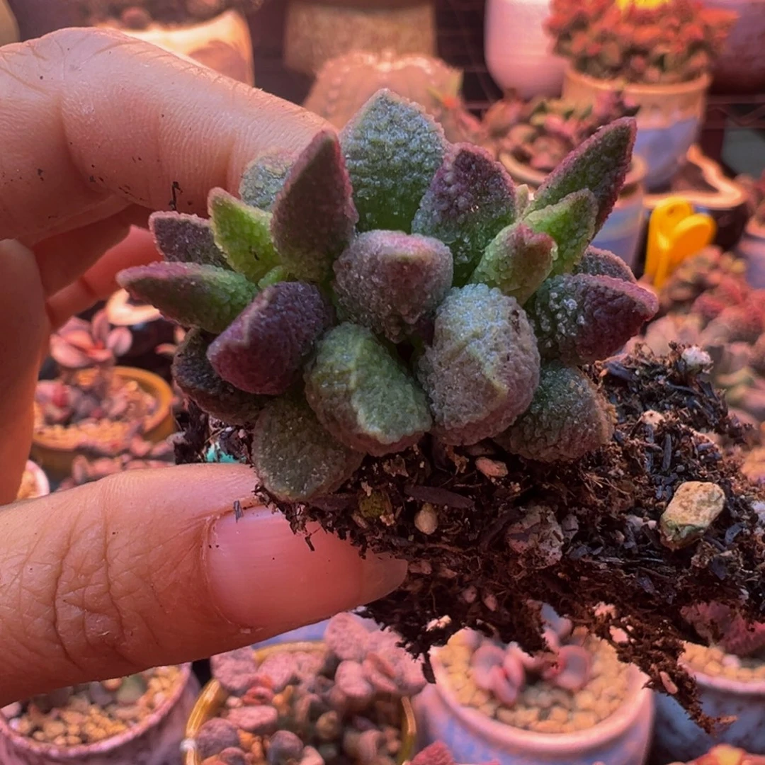 一组自拍，感谢支持