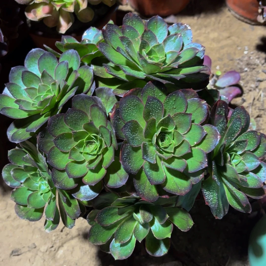 魅金玫瑰绣球冷棚9.9