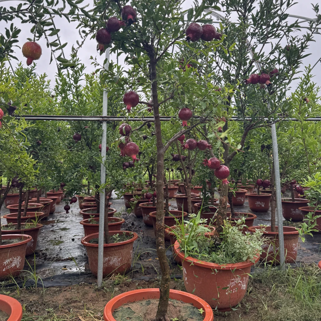 大果紫玉带果带盆可地栽盆栽适合南北方庭院种植