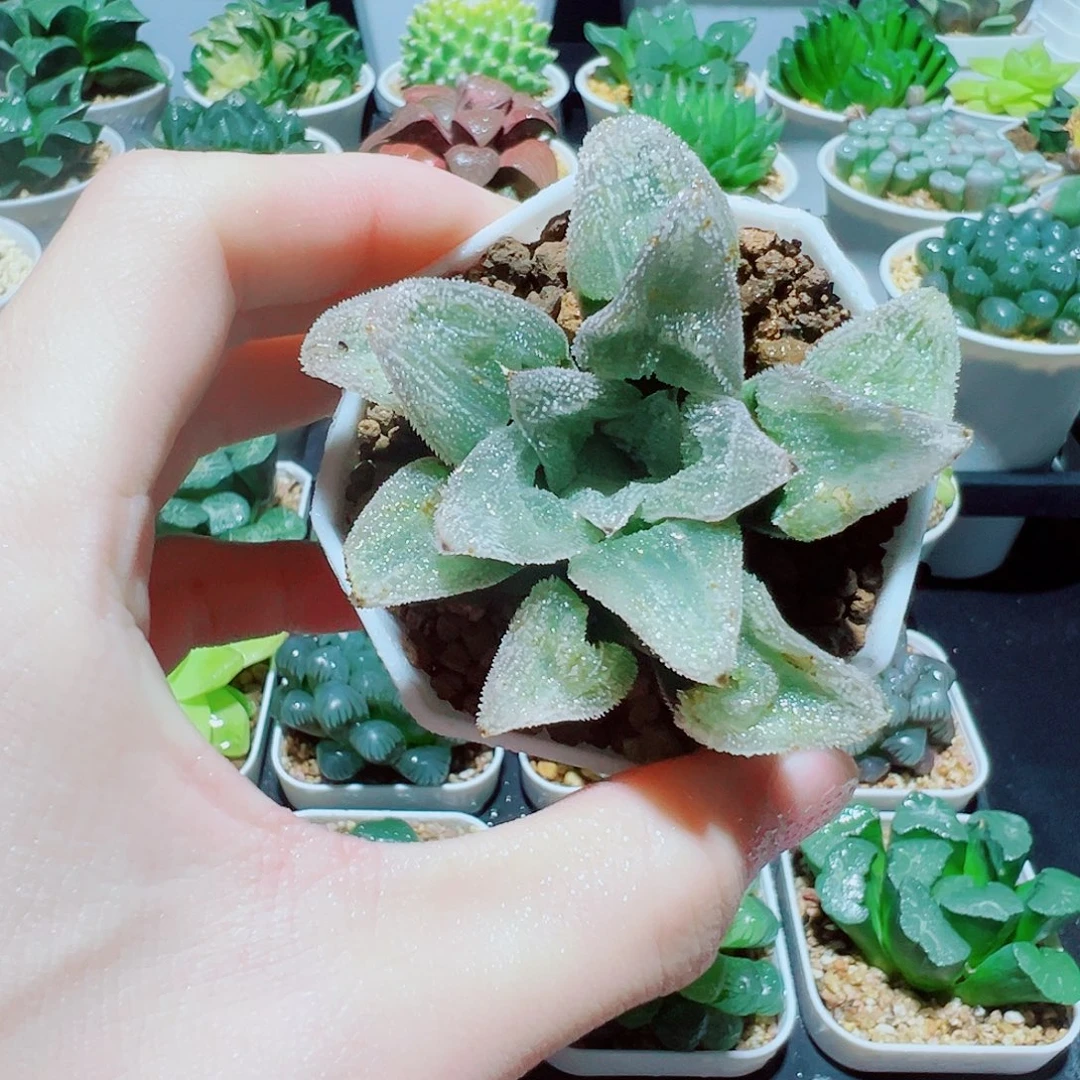 直播间，磨面寿，4.8，666