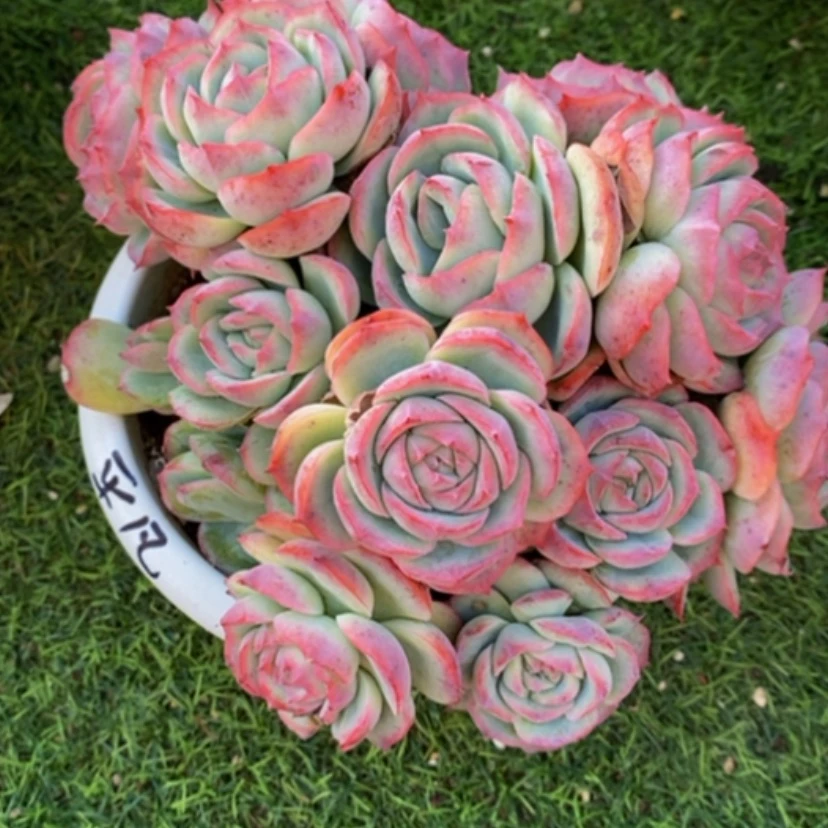 【闪购商品】平****8多肉植物