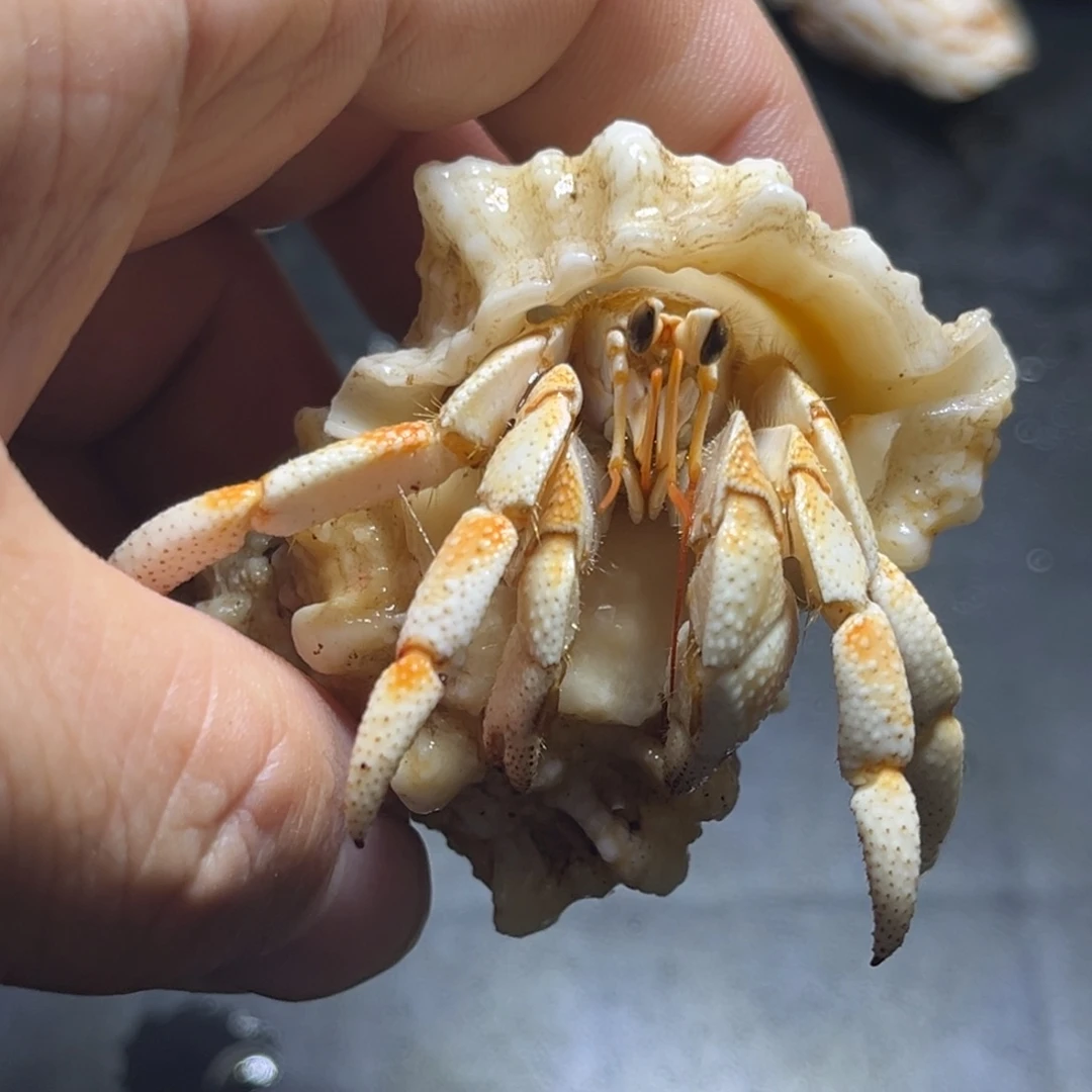 闪2号毛球2.0口径