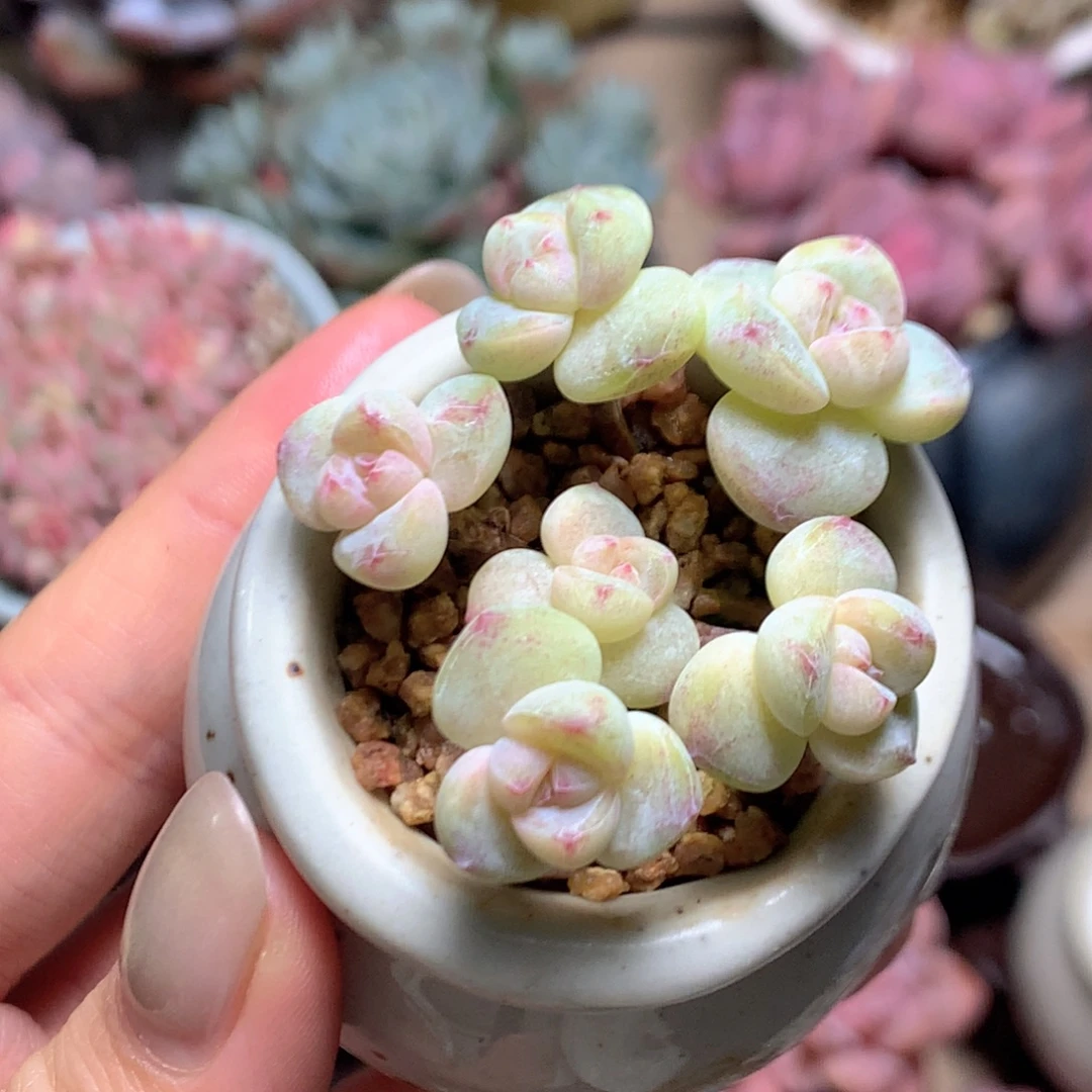 小叶白冰玉木桩六头