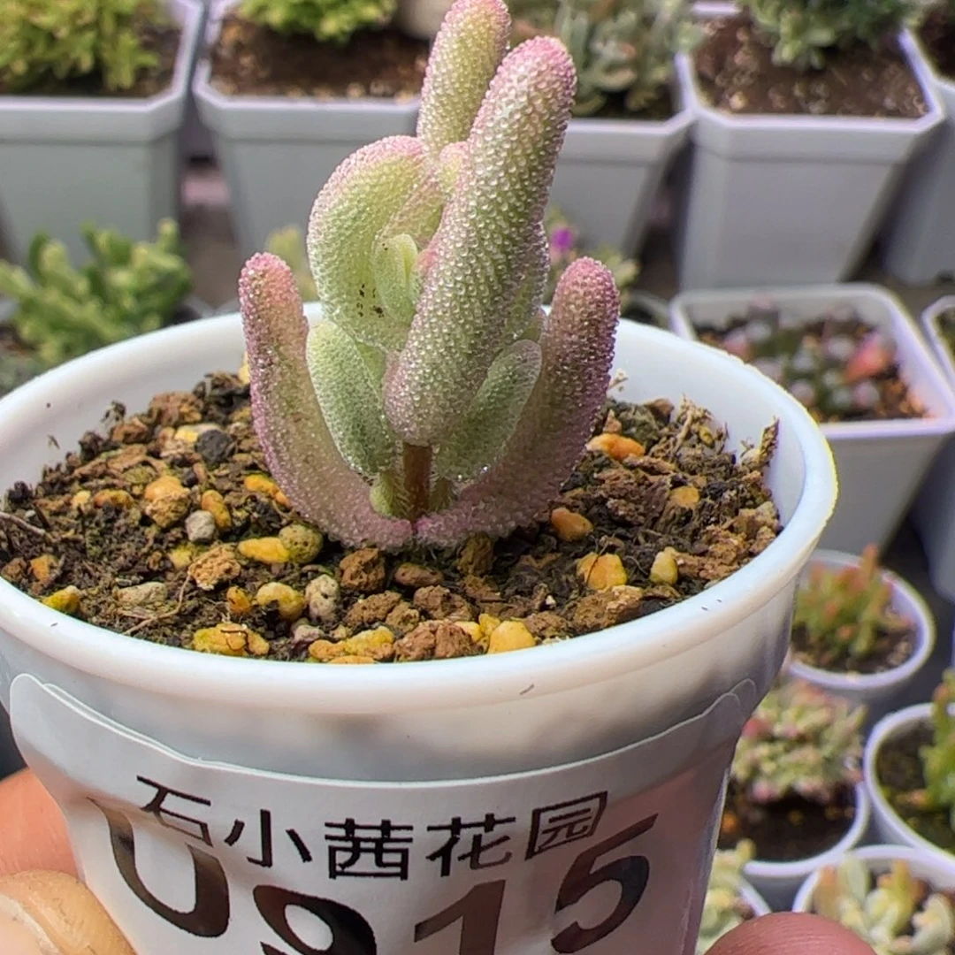 多肉植物枝干番杏紫闪光