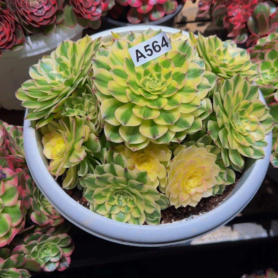 民***宝564多肉植物法师号