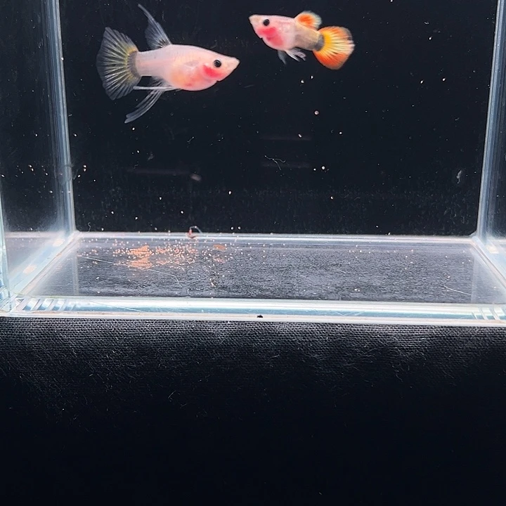 孔雀鱼小蜜蜂球C孔雀