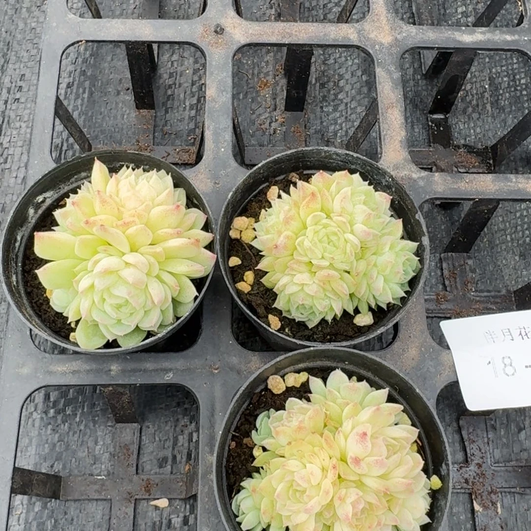 三颗母猪麦秆量拍18-69