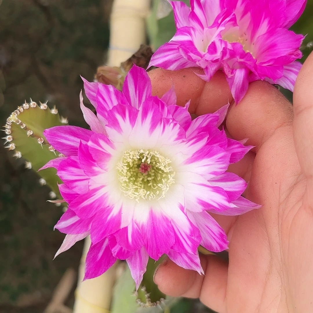 丽花红颜无根侧牙三公分