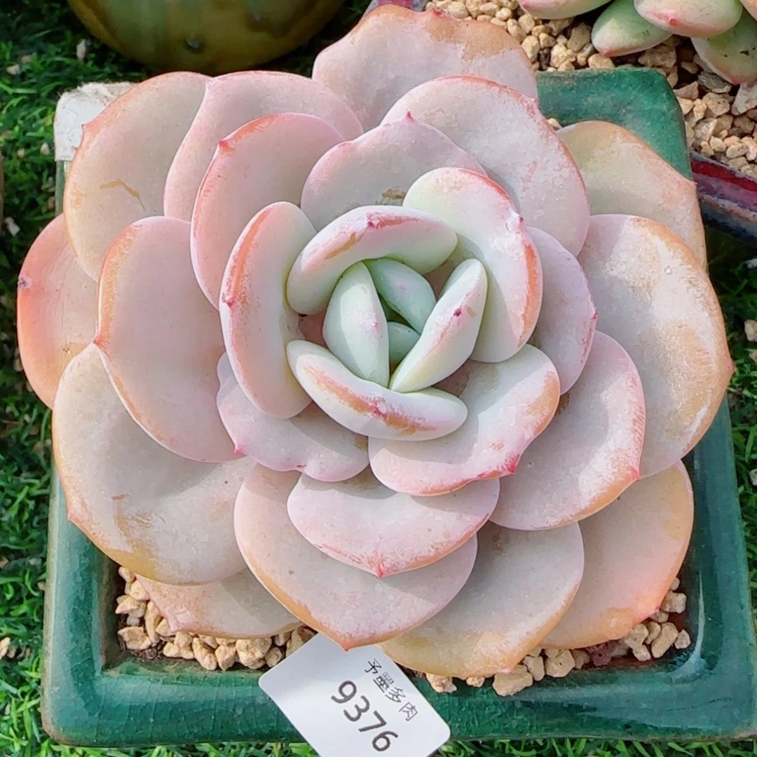 韩版奶茶，9376多肉植物
