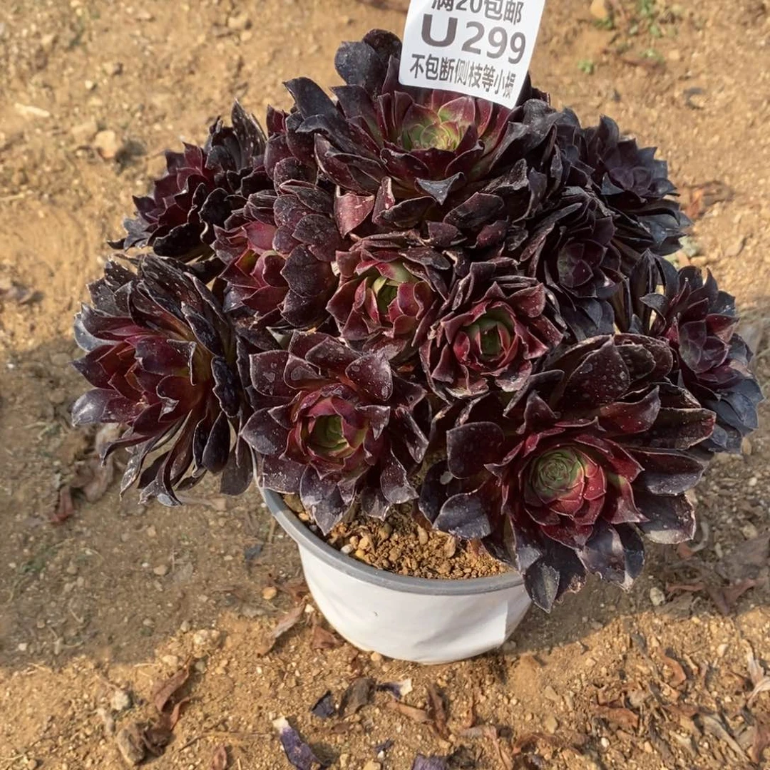 299赤焰莲多肉法师锦