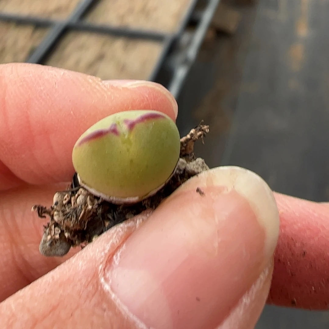 ~*～爱心奖杂后代 多肉植物