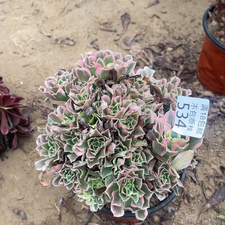 534白凤小绣球1haop