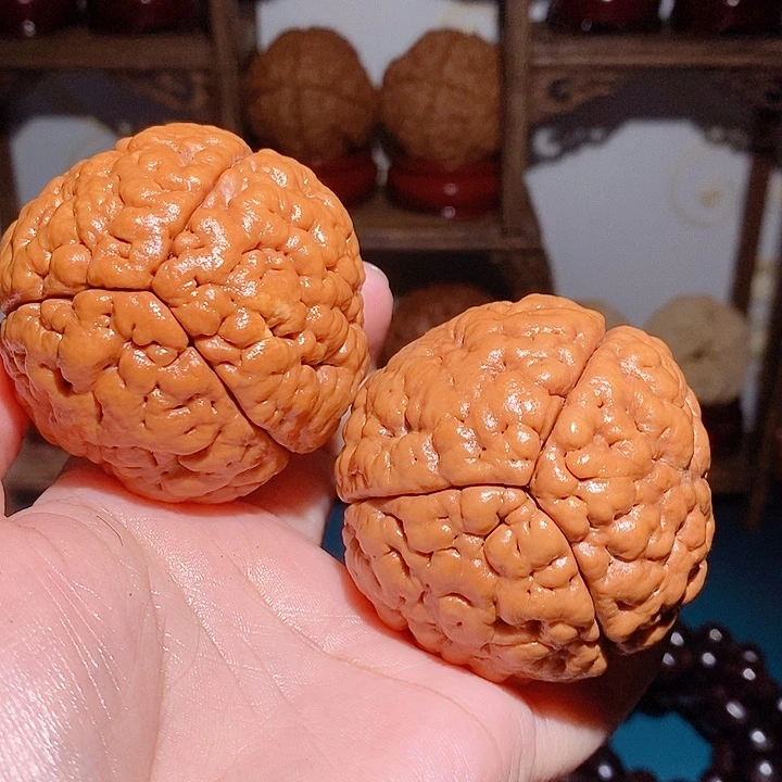 万**让野生三瓣脑纹大金刚5557