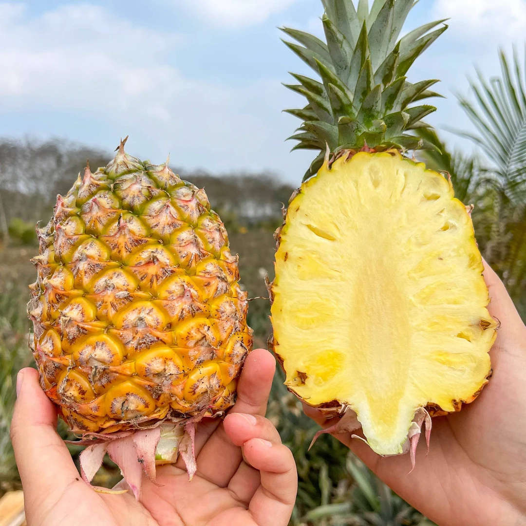 海南金钻凤梨4.5-5斤装，免泡盐水削皮即食脆甜无渣多汁，现摘现发！