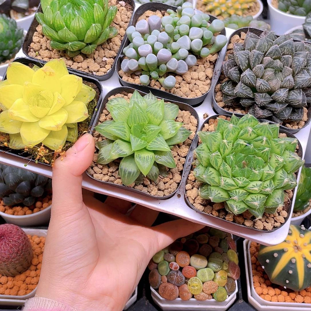 玉露六件套多肉，原盆