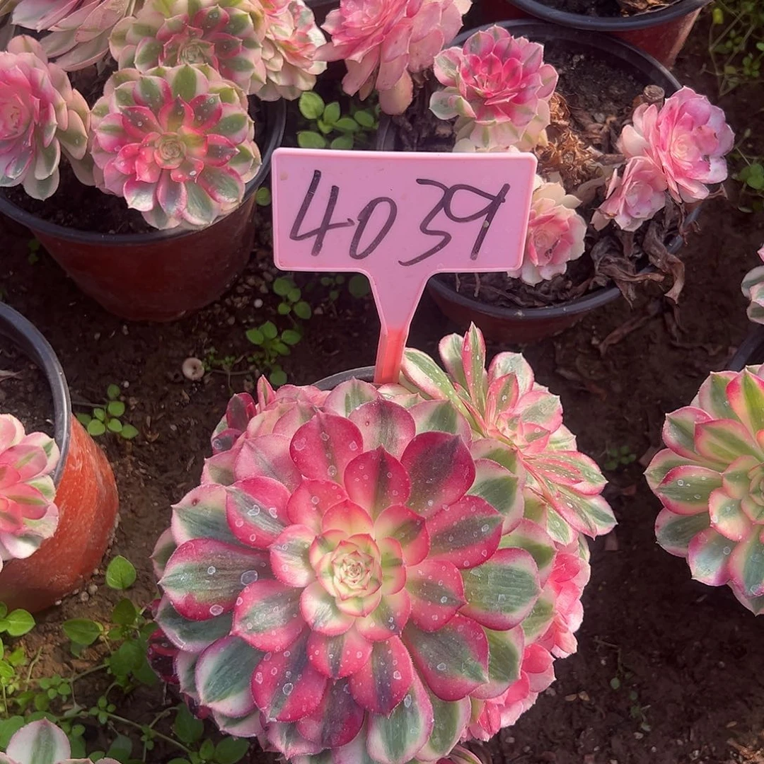 ****生4039倾城多肉法师