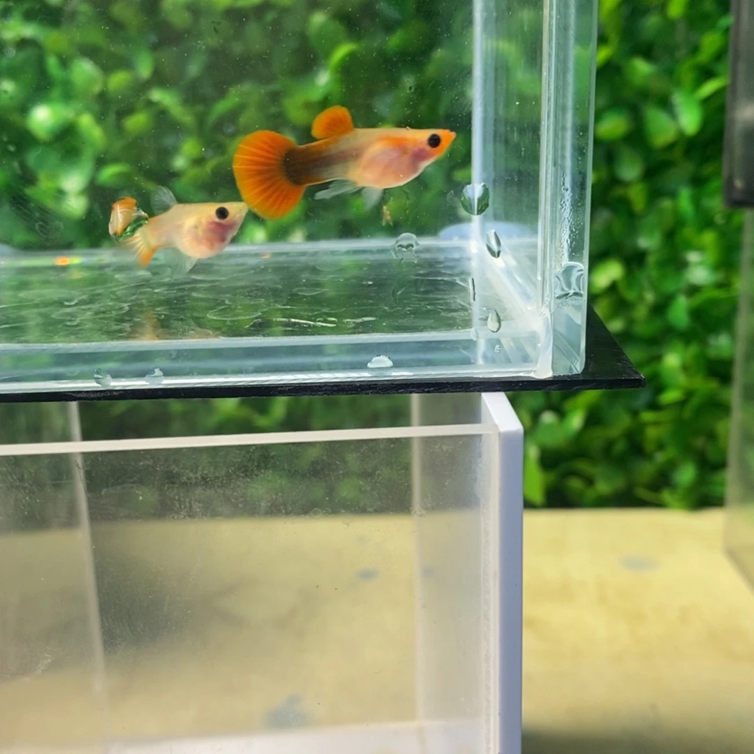 孔雀鱼圣海蓝玻璃猫一对