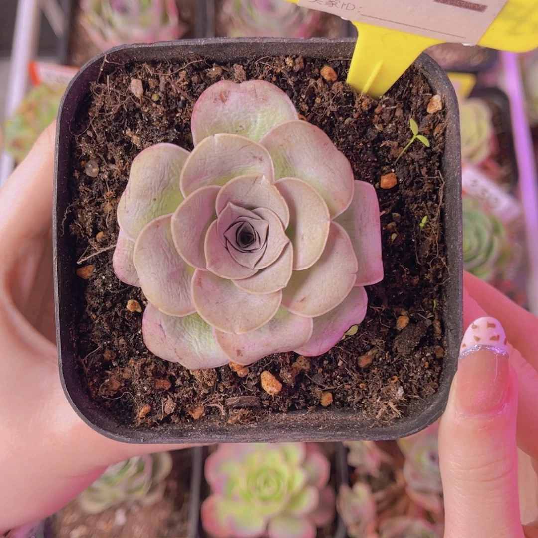 单品一物一拍552号