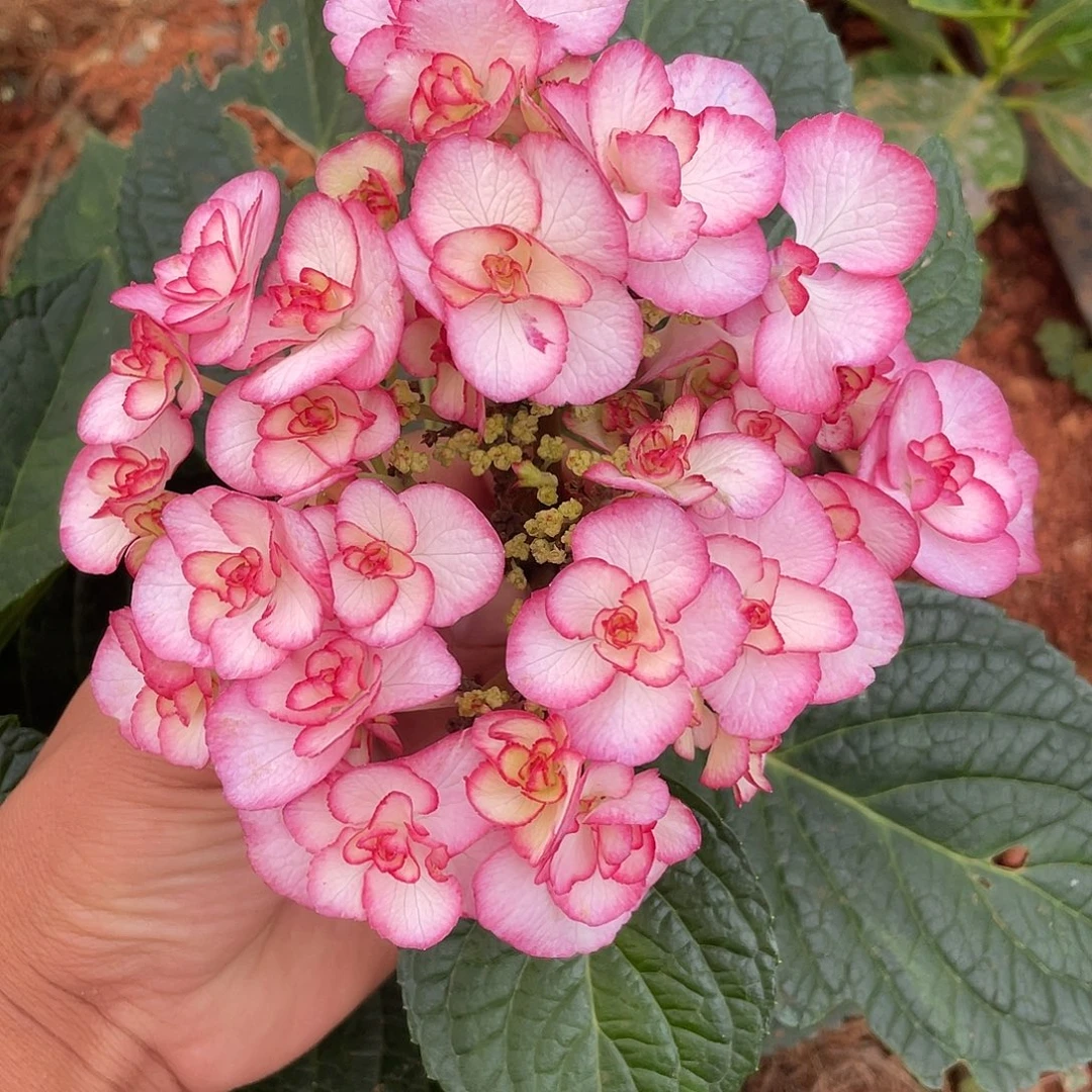 绣球切花一物一拍3枝包邮，11