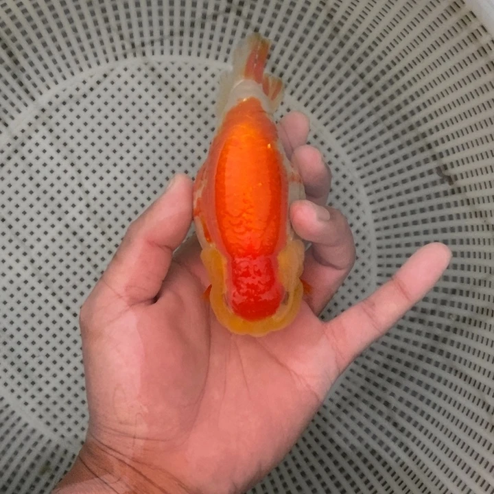 金鱼九零后你开口