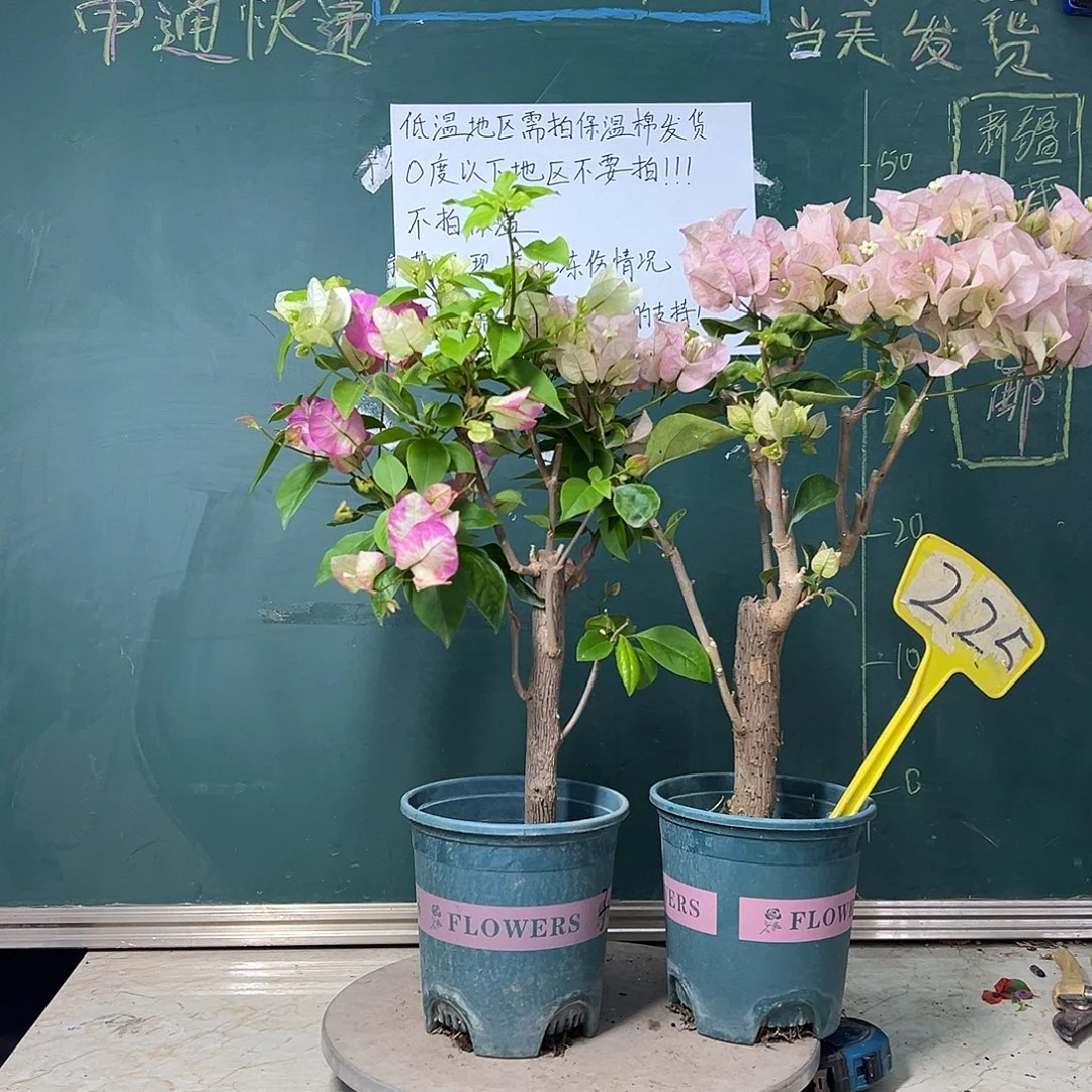 完全开放 超级玛丽 皇后  225