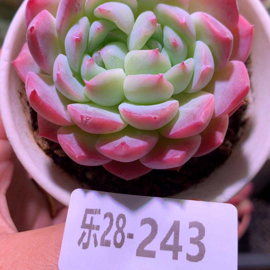 乐然28-243 新品双心