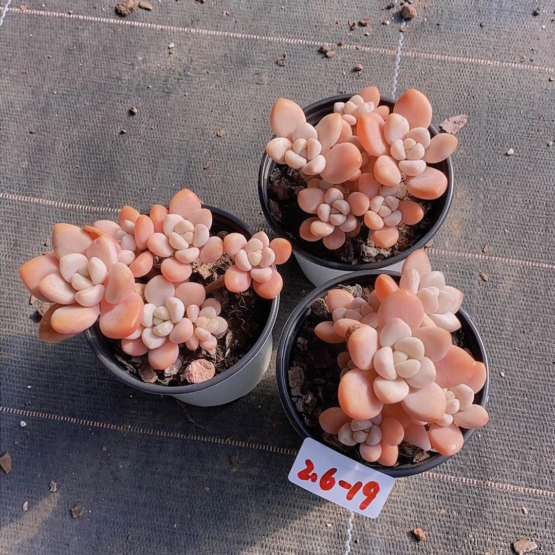 2.6-19-粉洛神老桩福利一颗 量拍