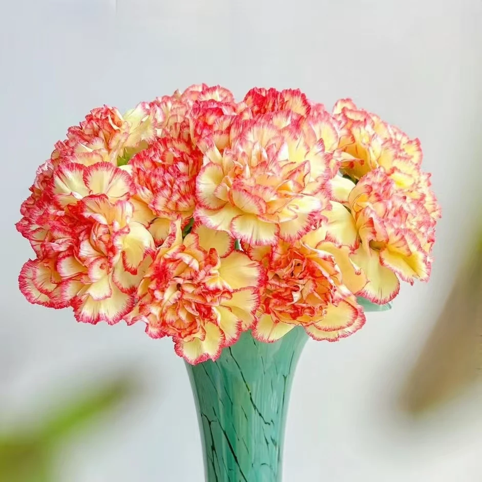 20枝俏新娘单头康乃馨 生花苞要养开【两单顺丰冷链或京东快递】