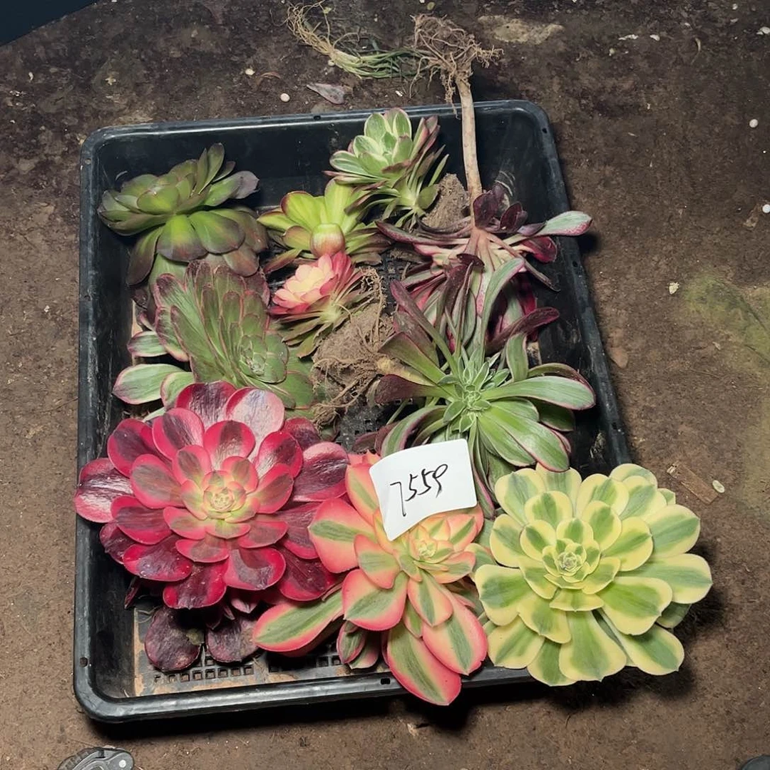 浓****?多肉法师锦7559，，