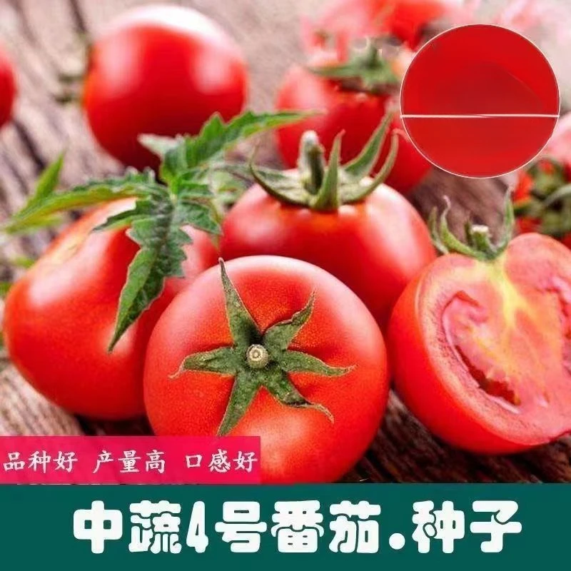 中蔬四号西红柿种子大西红柿酸甜大果番茄种籽春季家庭蔬菜阳台籽