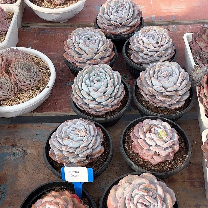 20.49奶盖一个脱土