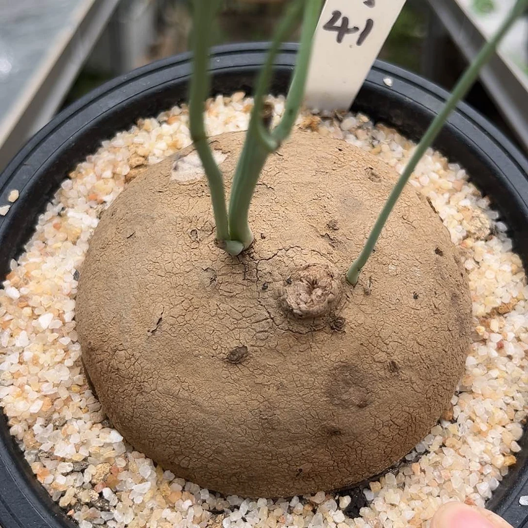 潮流植物 素可泰 10.1公分