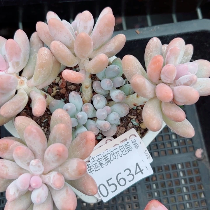 幸运的是我还没遇到过