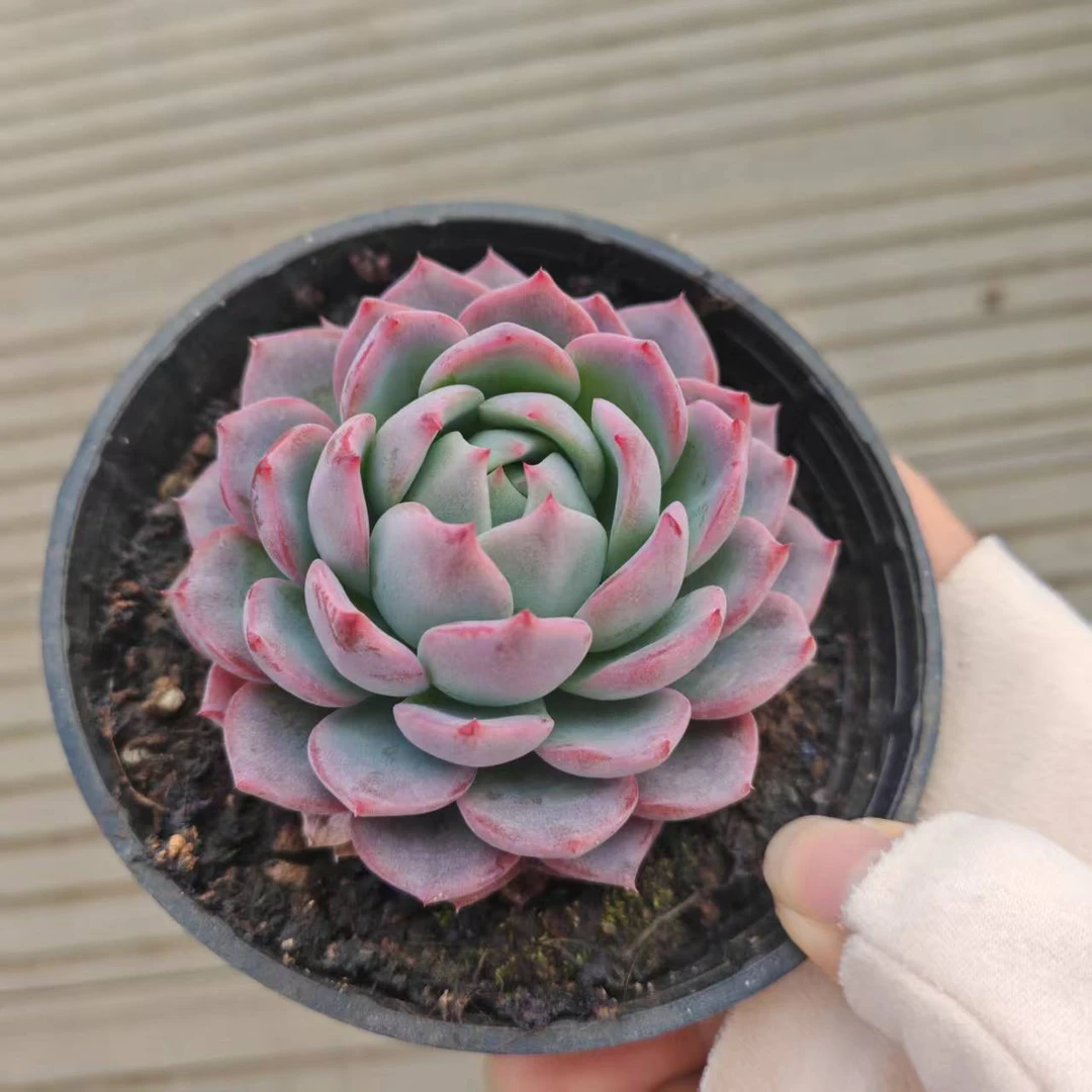 8#暮雪多肉植物  前男友精品多肉A181