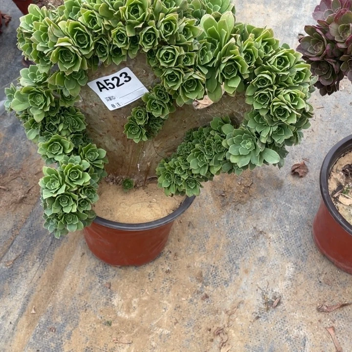 多肉绿杨蓉朵朵缀化523