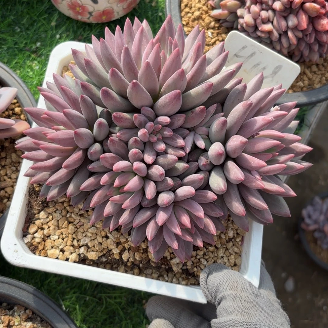 虞美人8888888888888