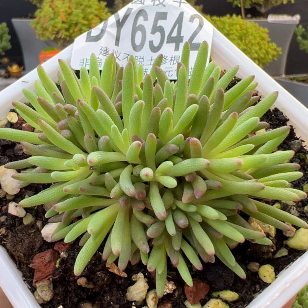【闪购商品】dy6542晶珊瑚冠幅6cm