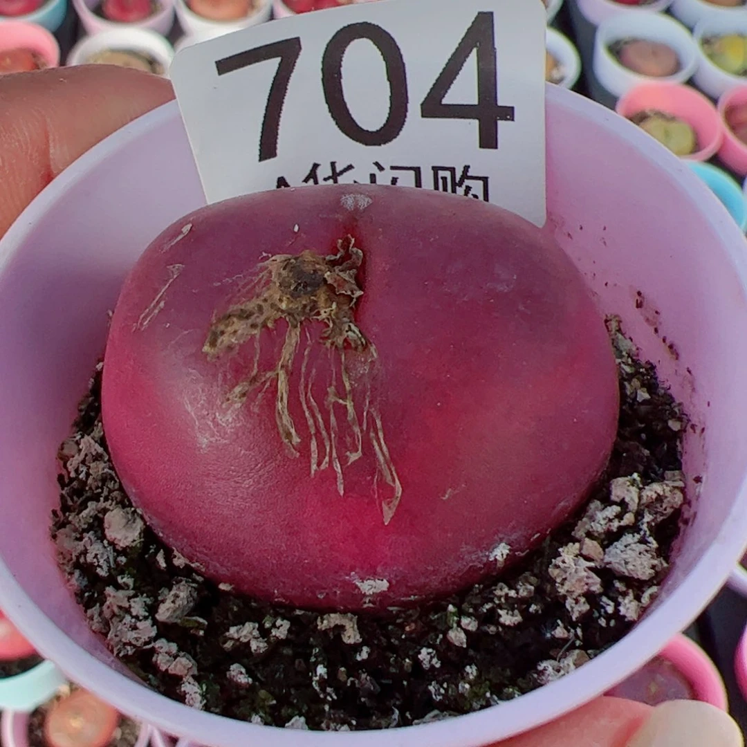 L****?我很喜欢这个A704