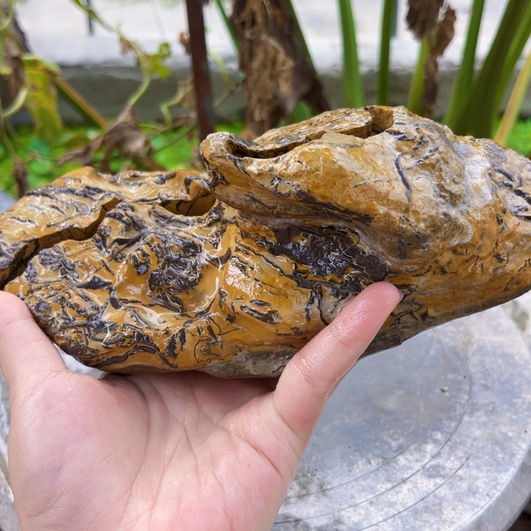 ****木附石盆景一物一拍